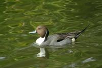 Northern (or Common) Pintail Duck