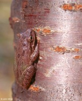 : Hyla squirella; Squirrel Treefrog