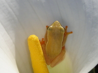 : Hyperolius horstockii; Horstock's Reed Frog
