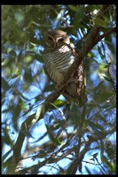 : Ninox superciliaris; White Browed Owl