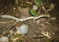 : Coluber najadum