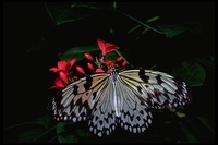 : Idea leuconoe; Paper Kite Butterfly