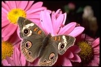 : Junonia coenia; Buckeye butterfly