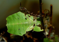 : Phyllium bioculatum; Leaf Insect