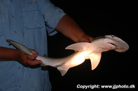 Sphyrna tiburo, Bonnethead: fisheries, gamefish