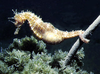 Hippocampus guttulatus, Long-snouted seahorse: fisheries, aquarium