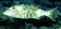Lethrinus xanthochilus, Yellowlip emperor: fisheries, gamefish