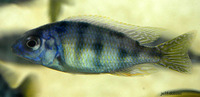 Protomelas fenestratus, Fenestratus: aquarium