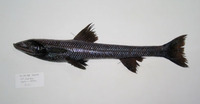 Bathytyphlops marionae, :