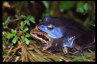 Rana arvalis - Moor Frog