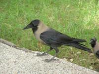 Corvus splendens - House Crow