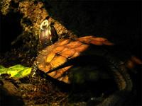 Geoemyda spengleri - Black-breasted Leaf Turtle