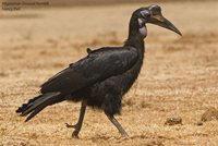 Abyssinian Ground-Hornbill - Bucorvus abyssinicus