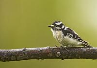 Downy Woodpecker ( Picoides pubescens ) , Norwalk , Wisconsin , USA stock photo