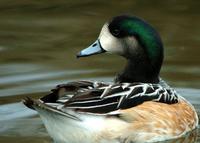 A Chiloe duck, witha black and tan body and a black and green head.