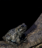 : Hyla versicolor; Gray Treefrog
