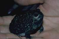 : Notaden melanoscaphus; Northern Spadefoot Toad