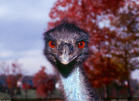: Dromaius novaehollandiae; Emu