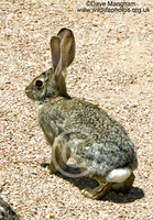 : Sylvilagus audubonii; Desert Cottontail Rabbit
