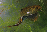 : Lepidurus packardi; Tadpole Shrimp