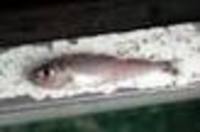 ...Show available picture(s) for Gadiculus argenteus thori - Silvery pout , Sølvtorsk, Silvery cod,