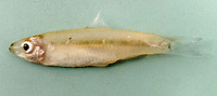 Clupeichthys goniognathus, Sumatran river sprat: fisheries
