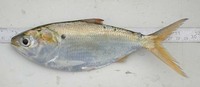 Ethmalosa fimbriata, Bonga shad: fisheries, aquaculture
