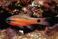 Apogon dovii, Tailspot cardinalfish: