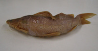 Bagrus orientalis, : fisheries