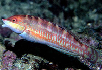 Halichoeres chierchiae, Wounded wrasse: