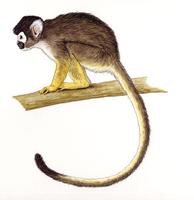 Image of: Saimiri vanzolinii (black squirrel monkey)