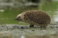 Erinaceus europaeus - Western European Hedgehog