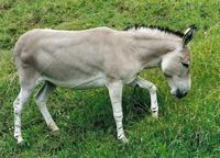 Equus africanus somaliensis