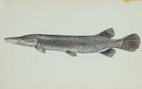 Image of: Atractosteus spatula (alligator gar)
