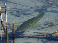 Image of: Micropterus dolomieu (smallmouth bass)