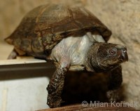 Terrapene coahuila - Coahuila Box Turtle