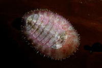 ババガセ Placiplorella stimpsoni