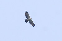 Black-and-white Hawk-Eagle - Spizastur melanoleucus