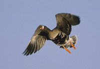 Greater White-fronted Goose (Anser albifrons) photo