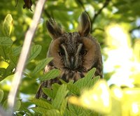 Northern Long-eared Owl - Asio otus