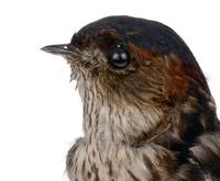 귀제비 Red-rumped Swallow | Hirundo daurica