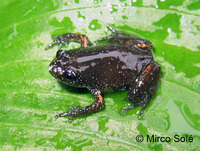 : Chiasmocleis leucosticta; Santa Catarina Humming Frog