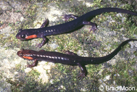 : Desmognathus imitator; Imitator Salamander;
