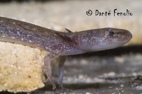 : Eurycea sosorum; Barton Springs Salamander