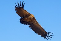 : Pseudogyps africanus; Whitebacked Vulture