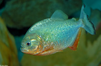 : Pygocentrus nattereri; Red-breasted Piranha