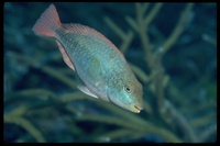 : Sparisoma aurofrenatum; Redband Parrotfish