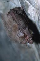: Corynohinus townsendii; Townsend's Big-eared Bat