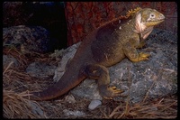 : Conolophus subcristatus; Galapagos Land Iguana