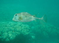 Lactophrys trigonus, Buffalo trunkfish: fisheries, aquarium